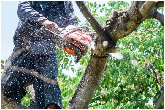 tree services Danbury